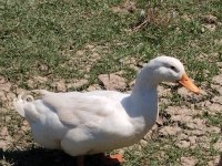PEKİN ÖRDEĞİ 1 YAŞINDA