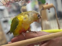 Satılık el besleme full evcil pineapple conure papağanı