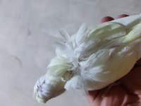 Sevda muhabbet sultan papağanı yavrular