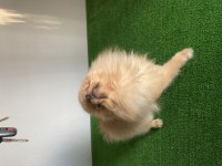 15 aylık aşılı çipli pomeranian