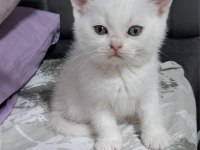 Kucuk minnak kedilerim