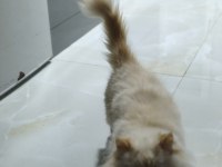 Çok Acil 9 Aylık İran kedisi Ömürlük Yuva Arıyoruz
