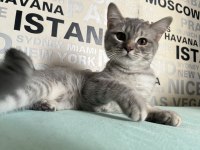 Kusursuz Ayı Surat Silver Tabby British Shorthair Yavrumuz