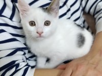 Prenses Kedimizin Şansı Dönsün