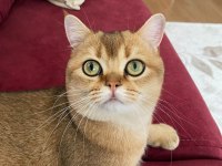 British shorthair golden