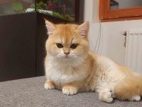 BRİTİSH SHORTHAİR KEDİSİ