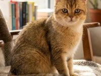 1 Yaşında British Shorthair Ücretsiz