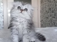Scottish Fold Erkek Bebekler