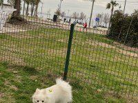 İlgilenemediğimiz için 2 yaşına yakın pomeranian spitz