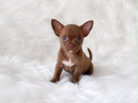 Apple head mini chihuahua