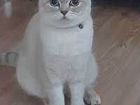 British shorthair kedimiz