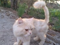 İran kedisi