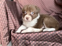 Her Renk Border Collie Yavrusu (Bursa Köpek Okulu)