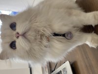British Longhair Dişi Yetişkin Kedimiz Sahiplendirilecektir