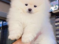 Dişi ve erkek teddy bear garantili pomeranian yavrularım