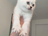 LYNX POİNT BRİTİSH LONGHAİR YAVRULARIMIZ