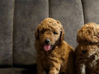 Tecap Poodle Yavruları