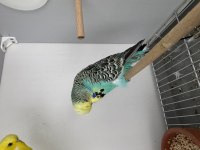Şov Jumbo Çift Muhabbet Kuşu