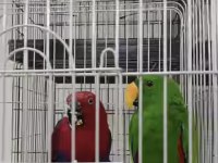 Resmi belgeli yavru eclectus papağanları