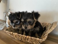 Orjinal kore kanı taşıyan erkek poodle yavrusu