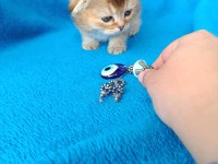 Dişi scottish fold golden
