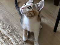 4 AYLIK DİŞİ YAVRU ÜCRETSİZ SAHİPLENDİRME KEDİMİZE