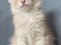 2 buçuk aylık renk renk iri safkan maine coon yavruları