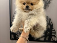 Teacup dişi teddy bear pomeranian