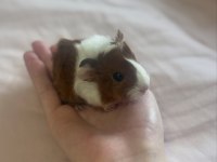 Sütten kesilen ginepig bebekler