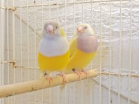 Şampiyondan üst seviye jumbo gouldian finch ispinoz
