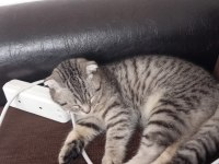 Eşsiz Nakışlı Scottish Fold Yavru