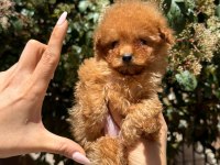 Teacup Dişi Kore Poodle Mersin Susanoğlu