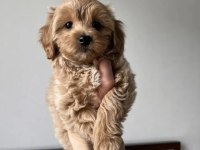 Teacup maltipoo yavrular