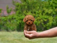 KORE TOY POODLE YAVRULARIMIZ