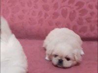 imperial pekinez köpeği