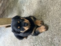 Saf kan rottweiler yavrularımız