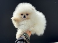 Petmode köpek çiftliğinde ziyarete açık pomeranian