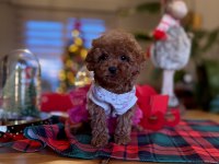 Toy Poodle Red Brown Kore Yavrularımız