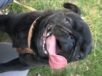 1 yaşında erkek siyah pug