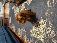 Dişi toy poodle bebişler