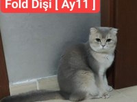 Uygun Yetişkin Cins Kediler