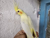 Lutino yavru ve anaç sultan papağanı
