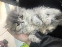 Bebeksi british longhair yavrularım