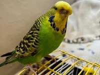 Toplu 6 Adet Muhabbet Kuşu