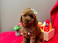 Safkan Toy Poodle Yavrularımız