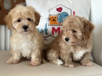 Petmode köpek çiftliğinde ziyarete açık maltipoo