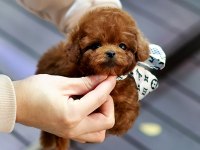 Safkan Toy Poodle Bebeklerimiz