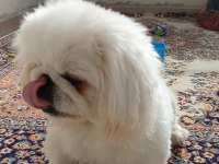 4 aylık pekinez dişi erkek şecereli