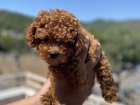 Kore orjinal teacup poodle