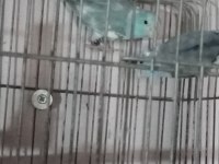 Forpus Papağanı